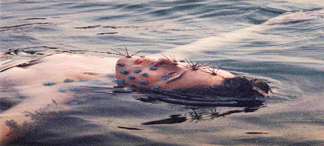 Tori lança Lado A do álbum de estreia “Descese”